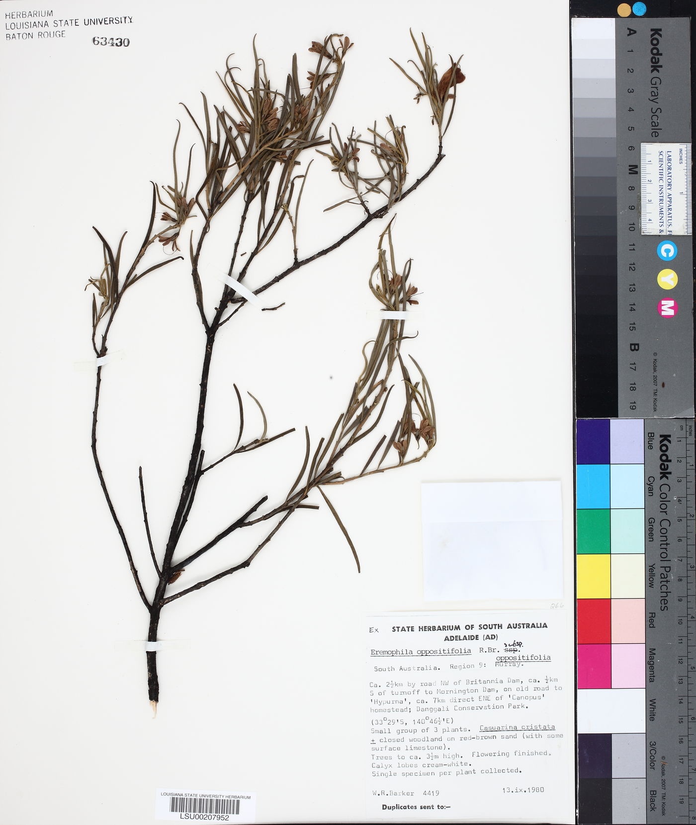Eremophila oppositifolia subsp. oppositifolia image