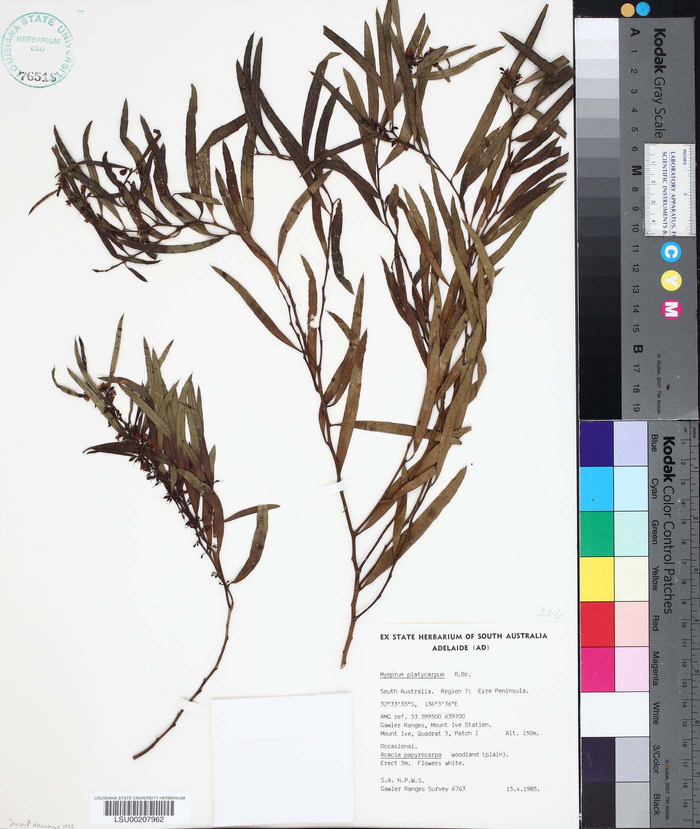 Myoporum platycarpum image