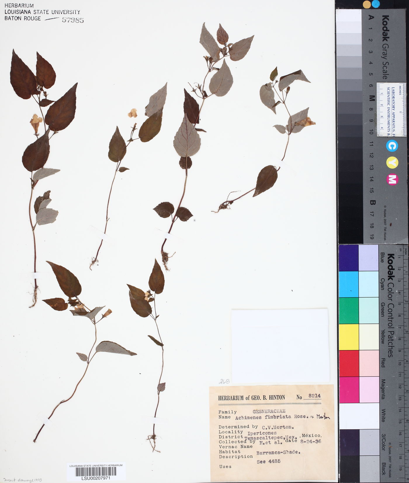 Achimenes fimbriata image