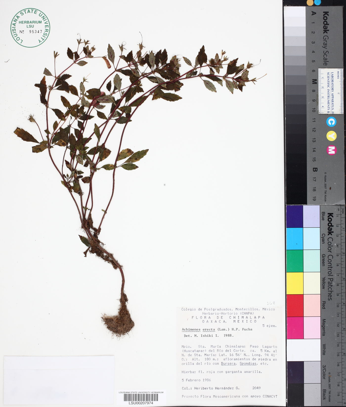 Achimenes erecta image