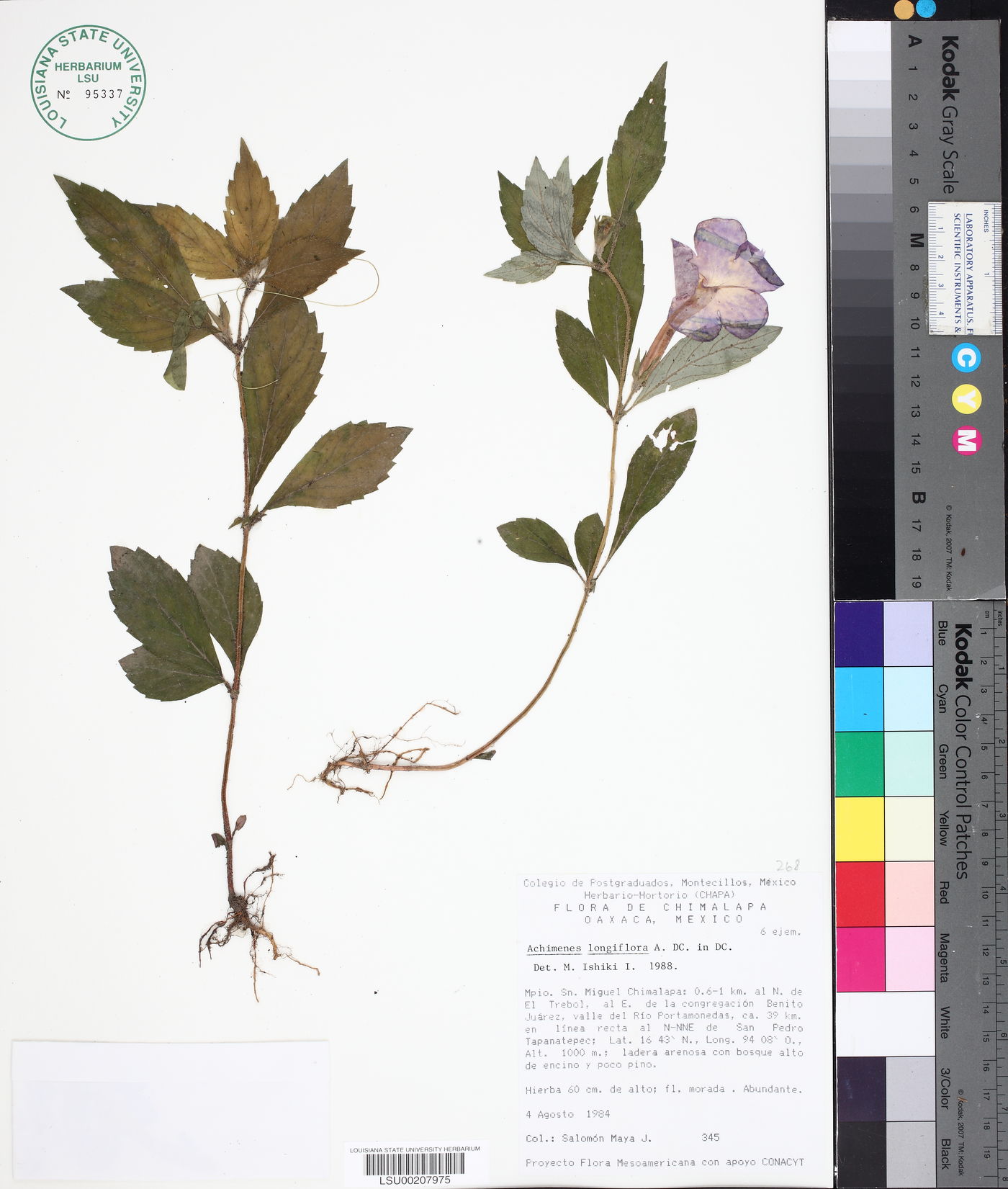 Achimenes longiflora image