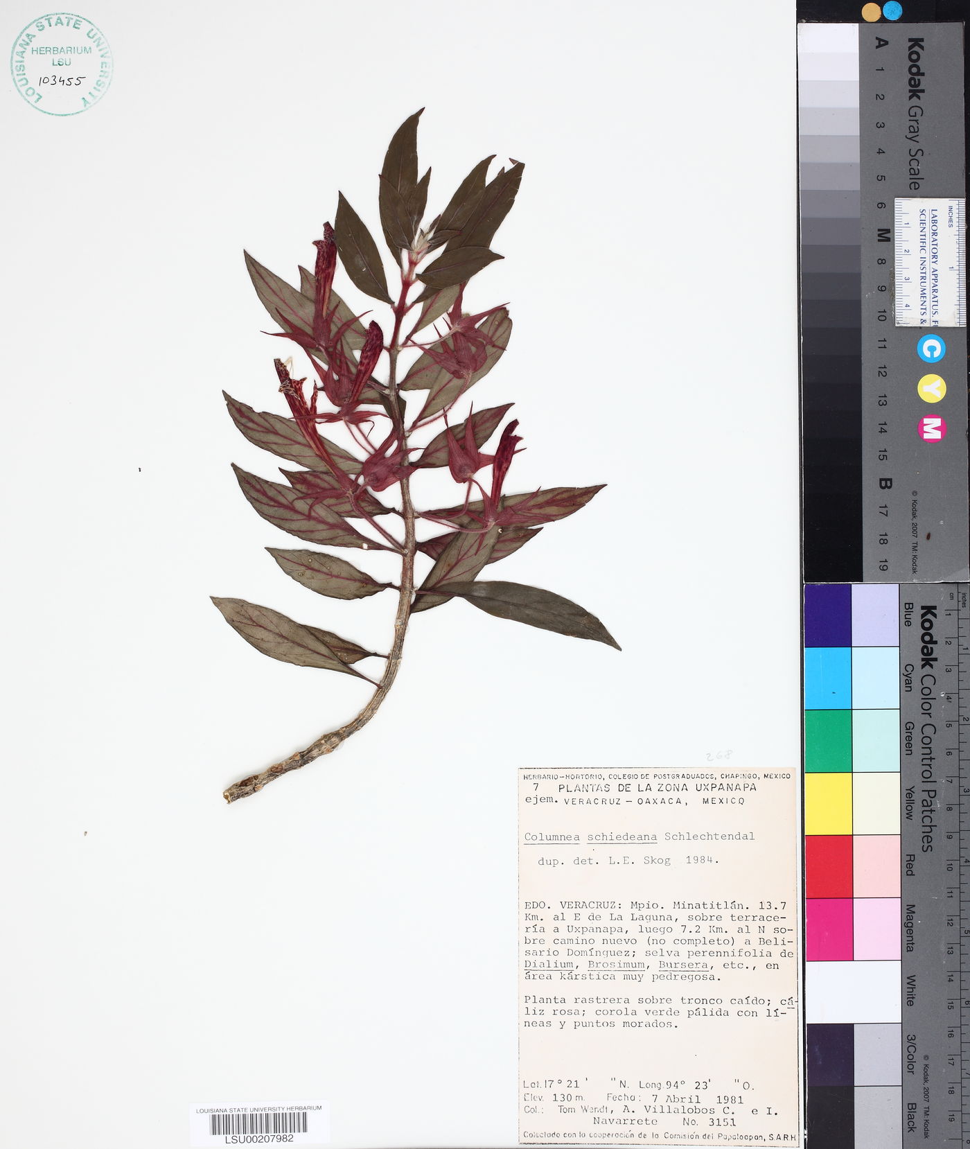 Columnea schiedeana image