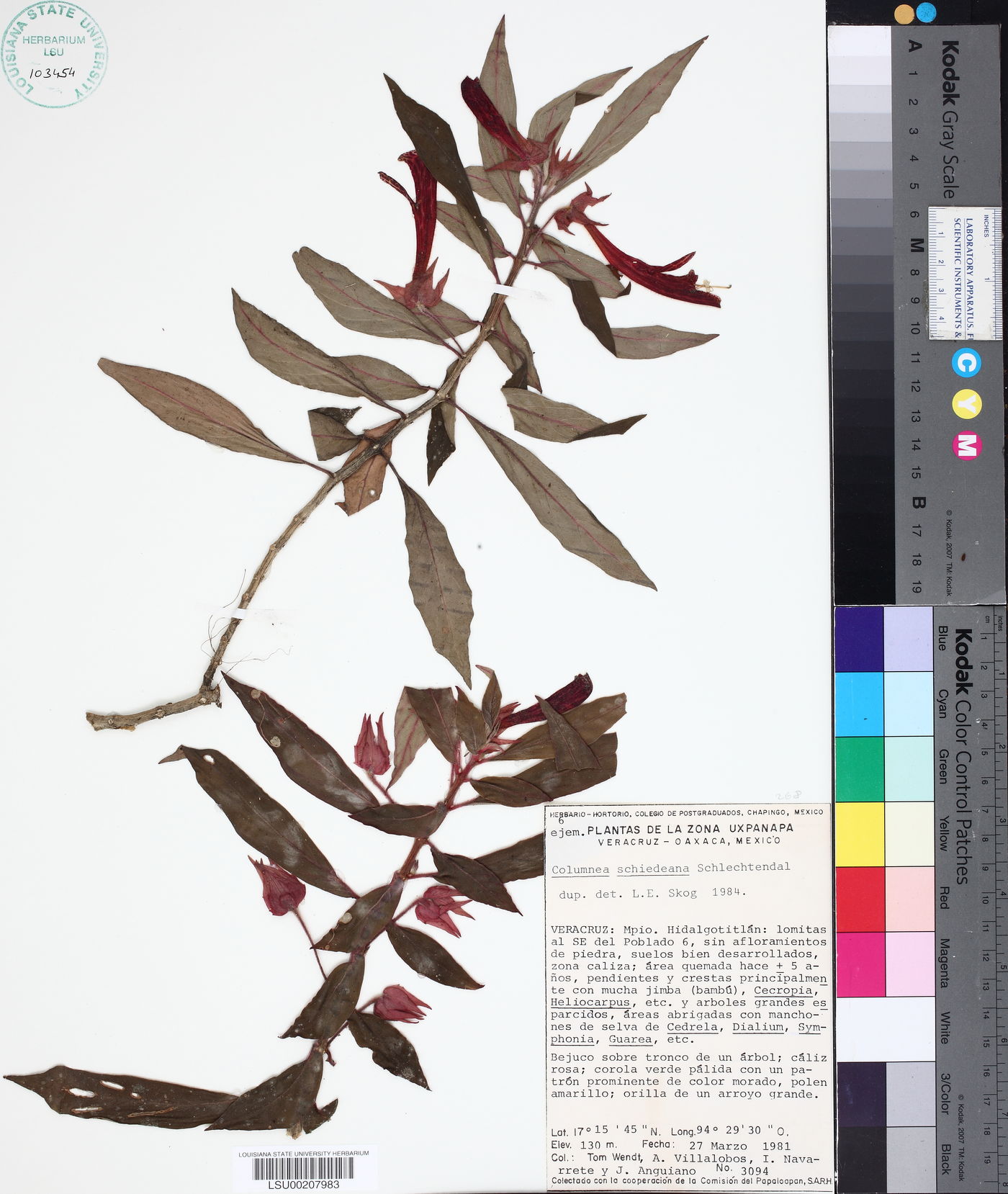 Columnea schiedeana image