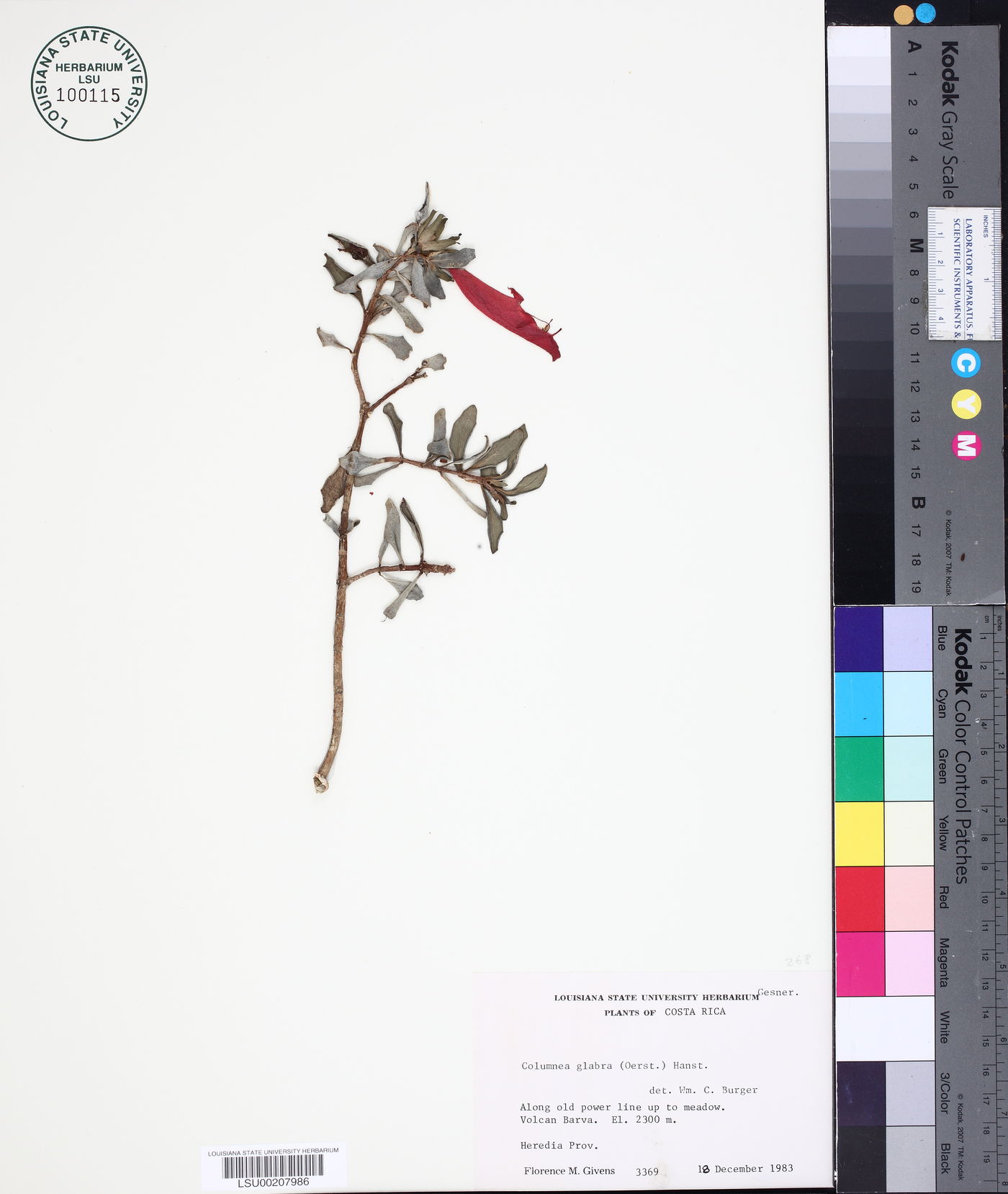 Columnea glabra image