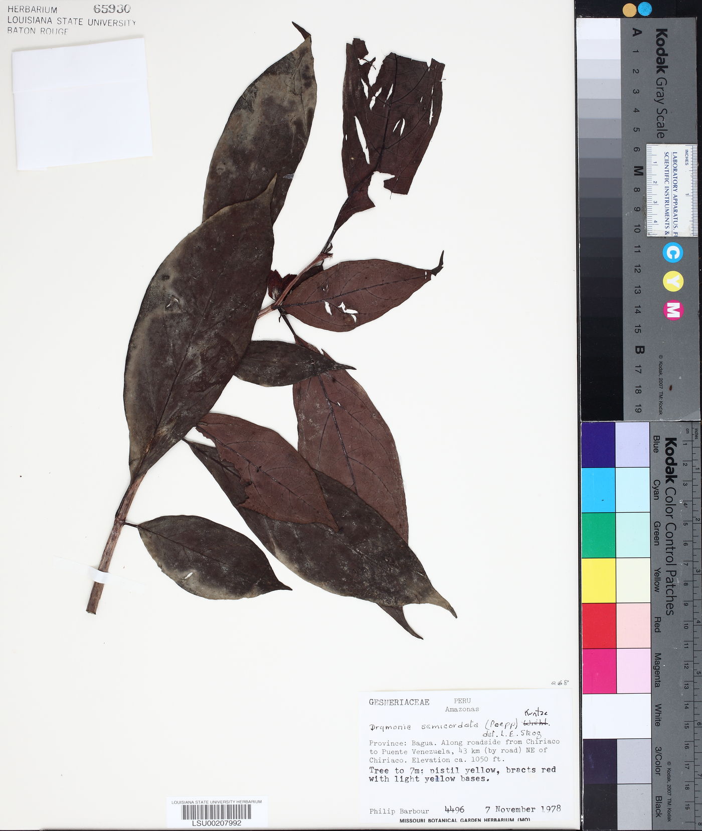 Drymonia semicordata image
