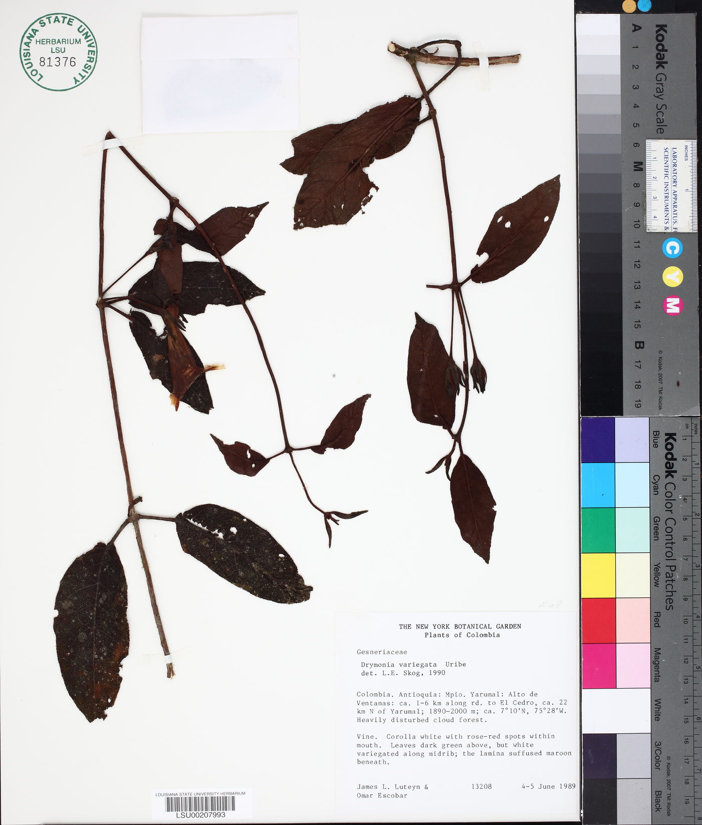 Drymonia variegata image