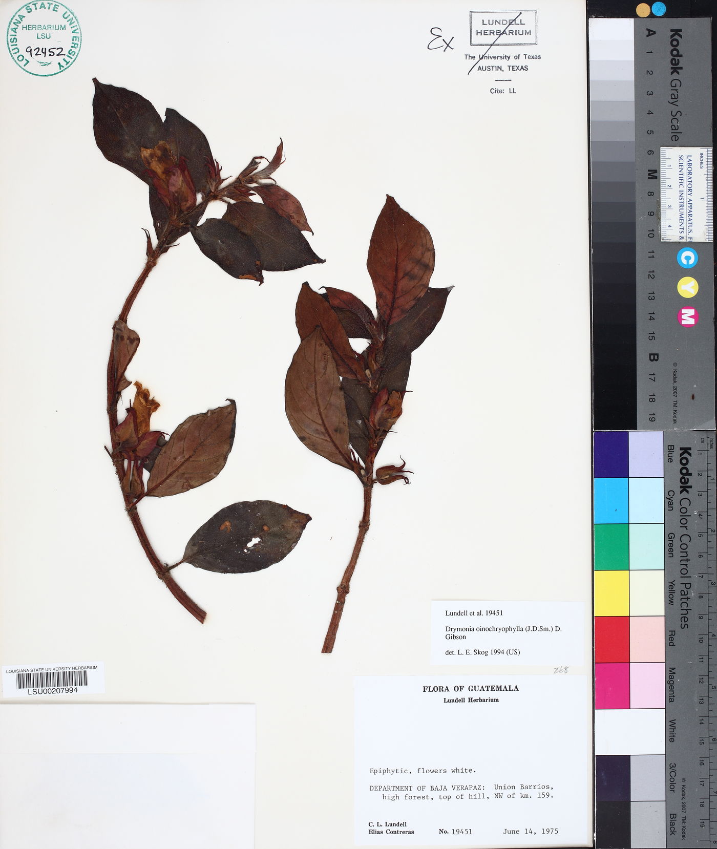 Drymonia oinochrophylla image