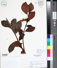 Drymonia oinochrophylla image