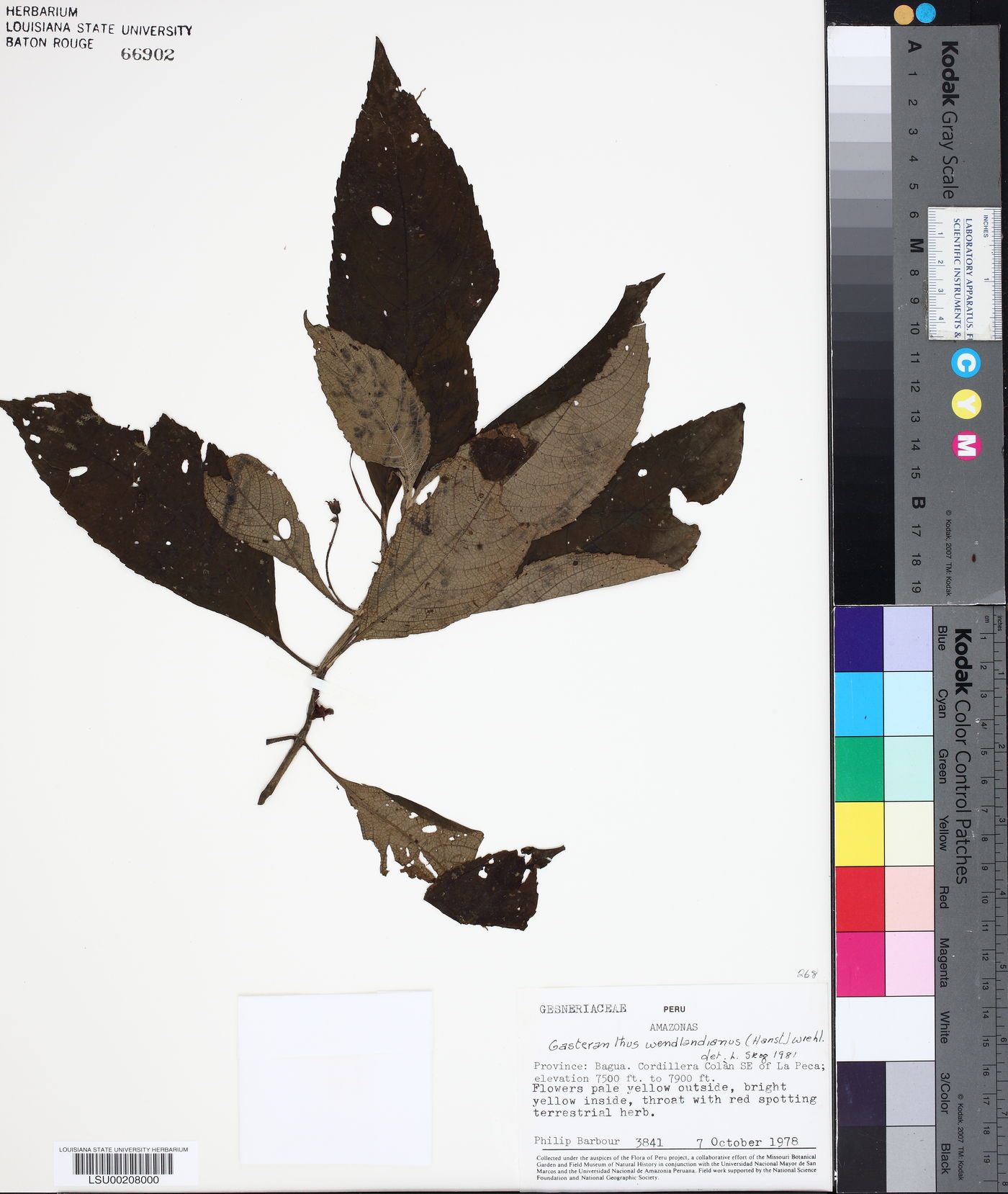 Gasteranthus wendlandianus image