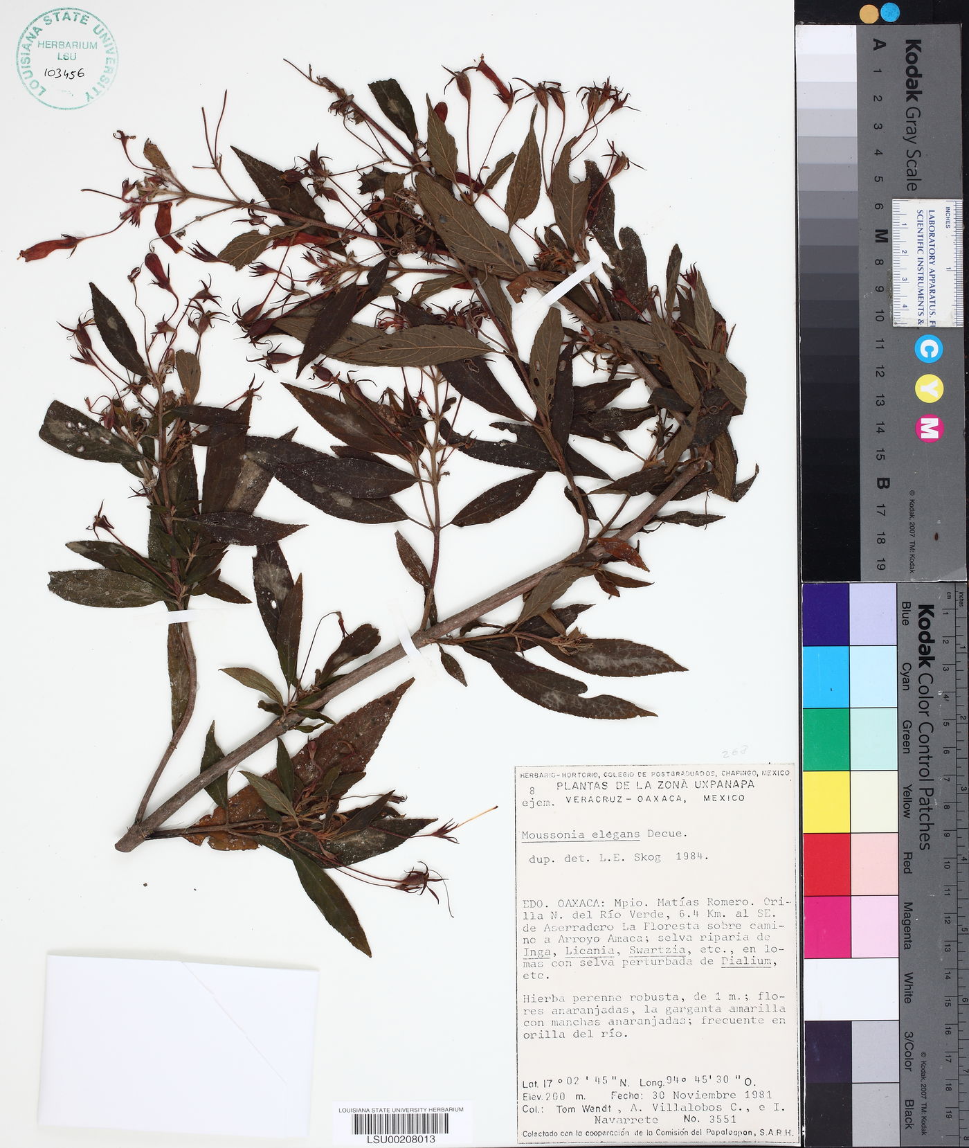 Moussonia elegans image