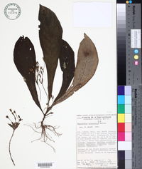Napeanthus bracteatus image