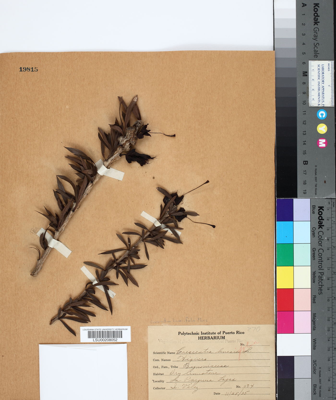 Crescentia linearifolia image