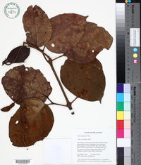 Image of Amphilophium parkeri