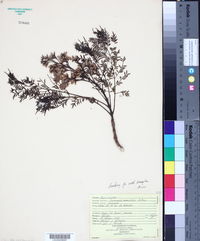 Jacaranda mimosifolia image