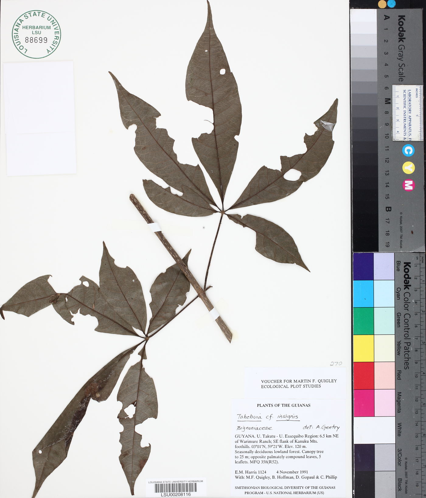 Tabebuia insignis image