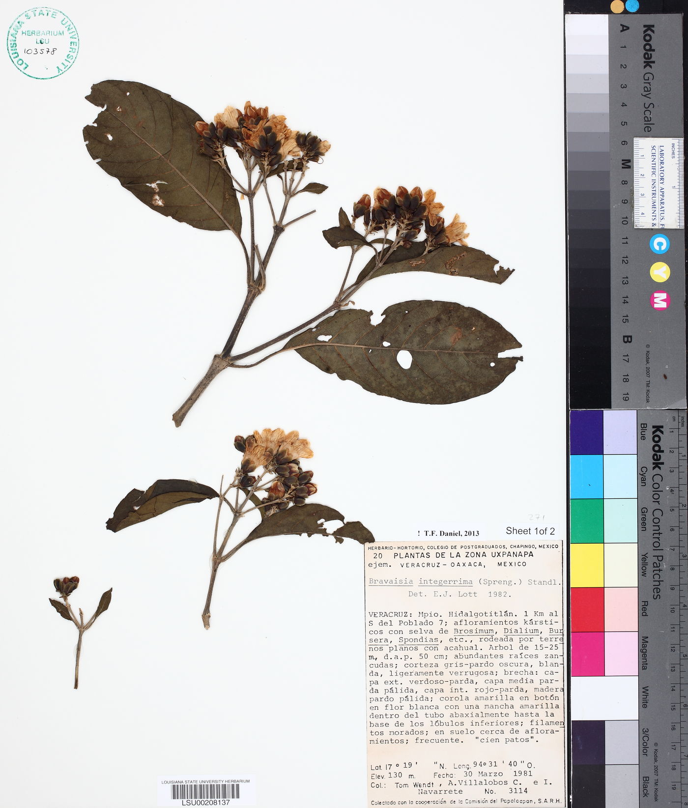 Bravaisia integerrima image