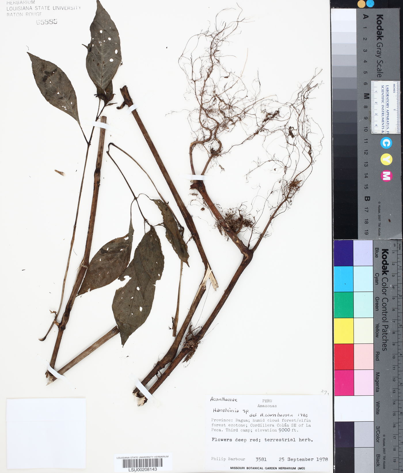 Hansteinia image