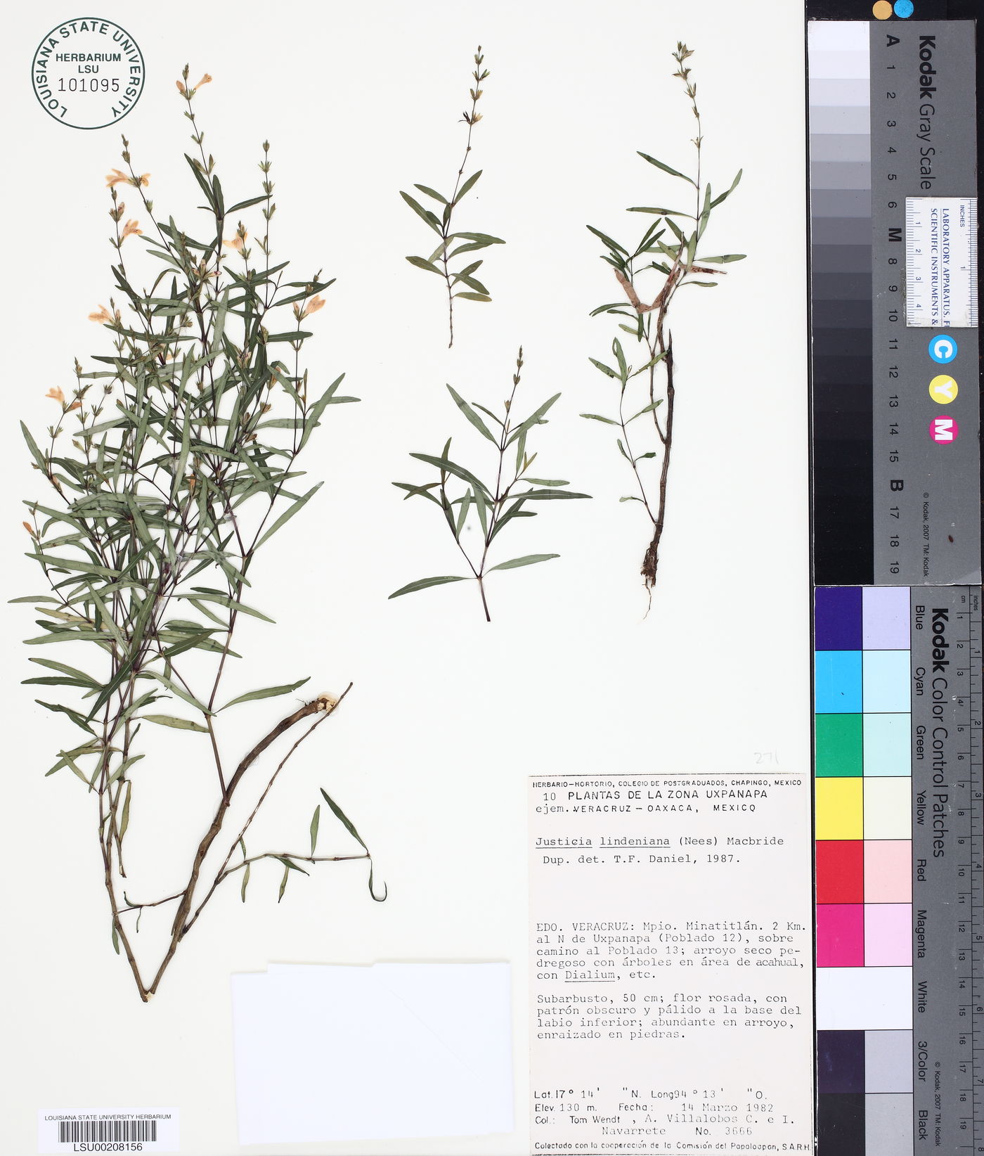 Justicia lindeniana image