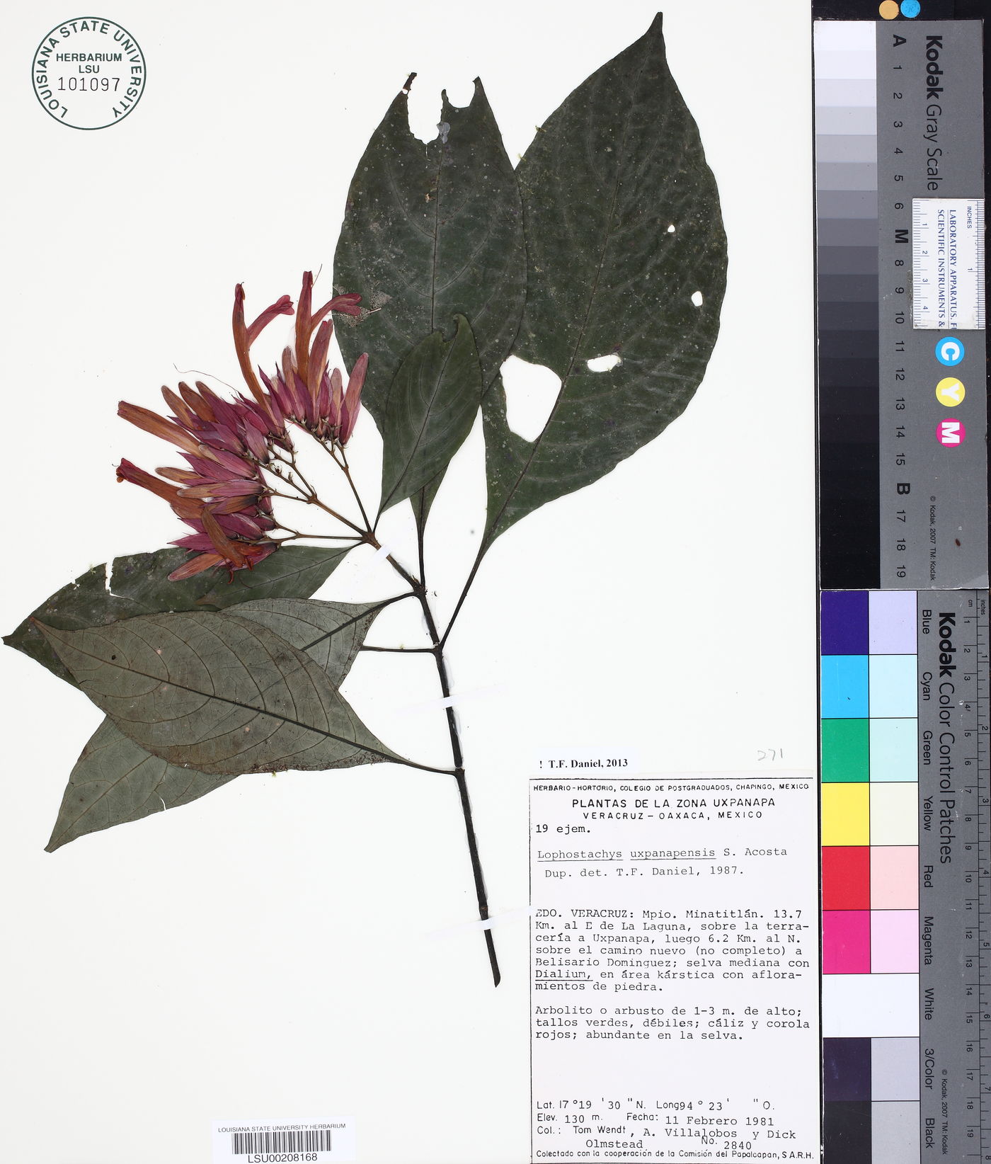 Lophostachys uxpanapensis image
