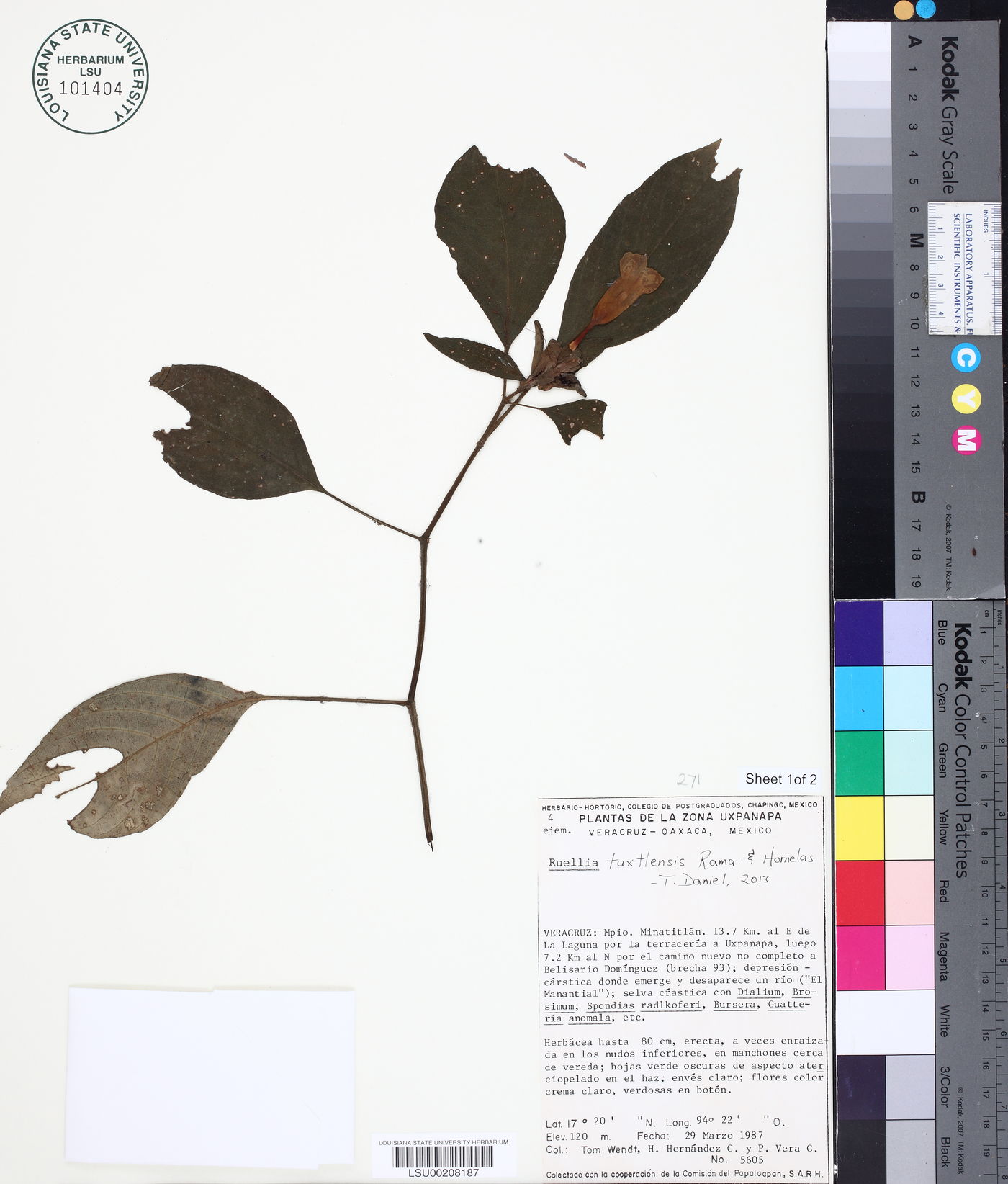Ruellia tuxtlensis image
