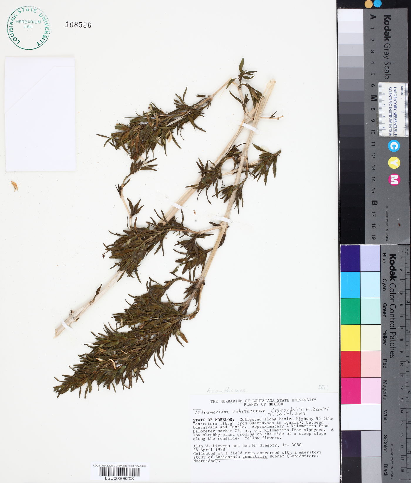Tetramerium ochoterenae image