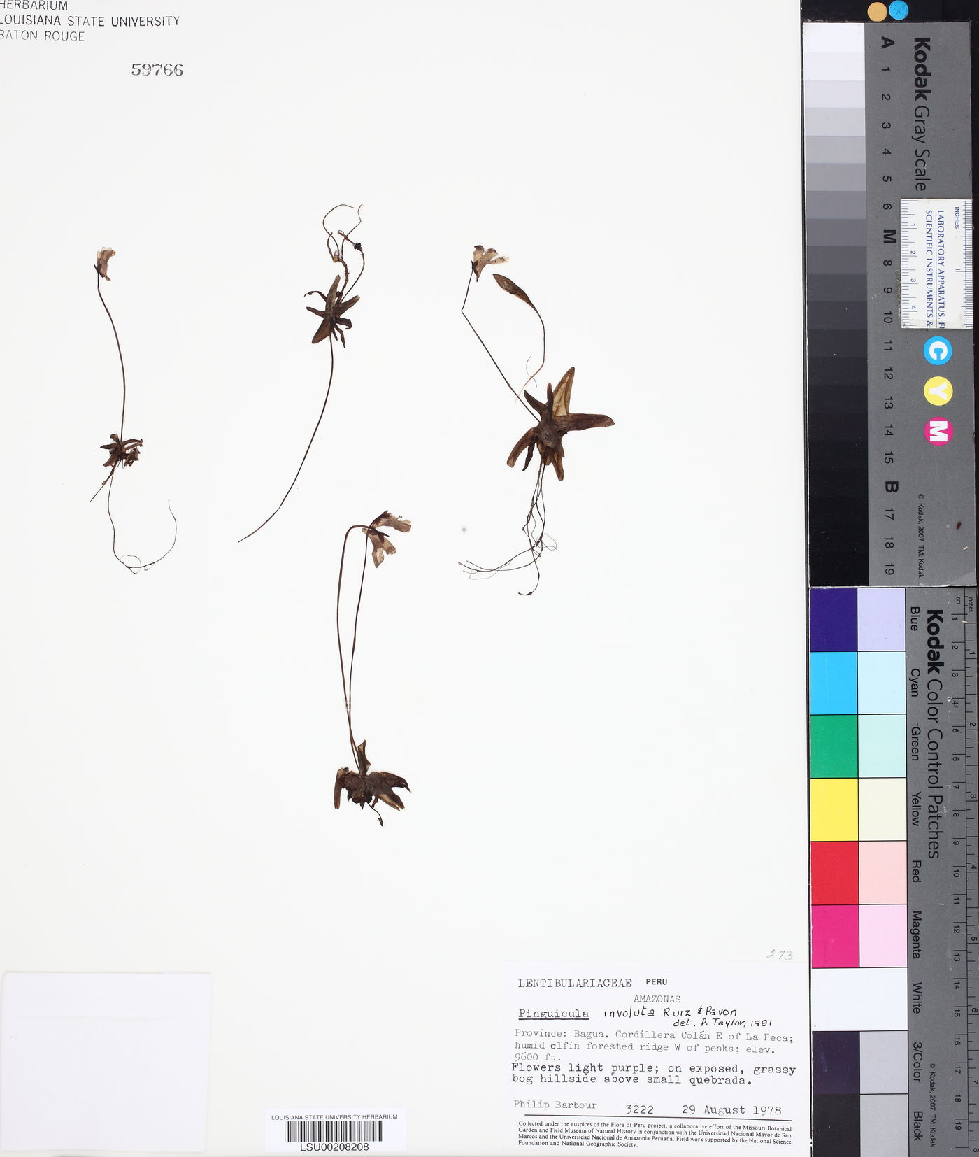 Pinguicula involuta image