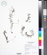 Image of Utricularia benjaminiana