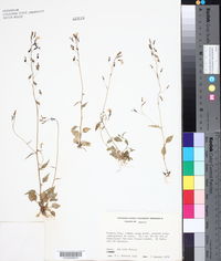 Lobelia berlandieri image