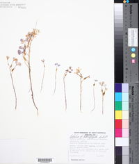 Lobelia heterophylla image