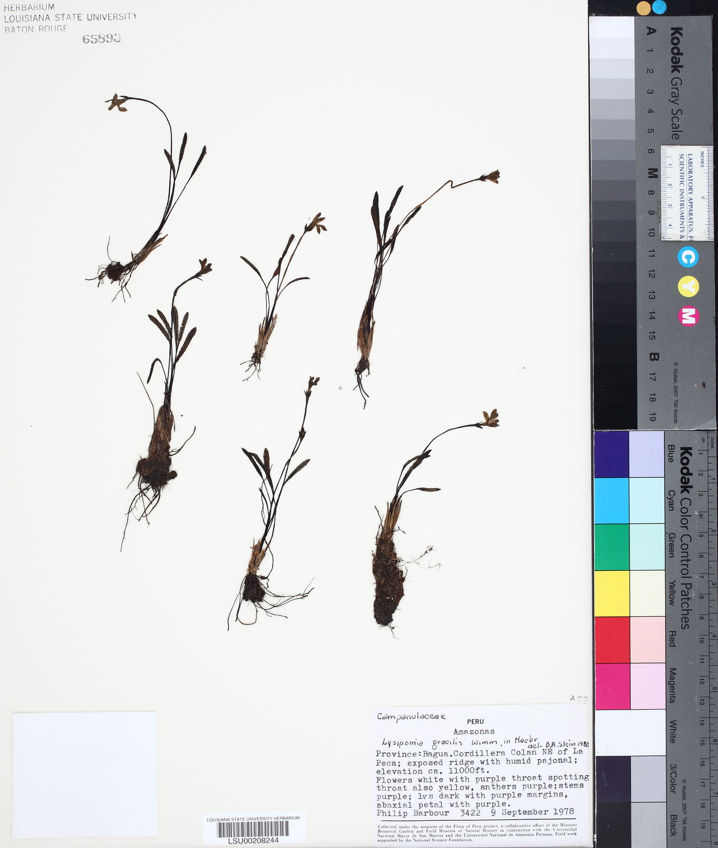 Lysipomia gracilis image