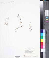 Pratia angulata image
