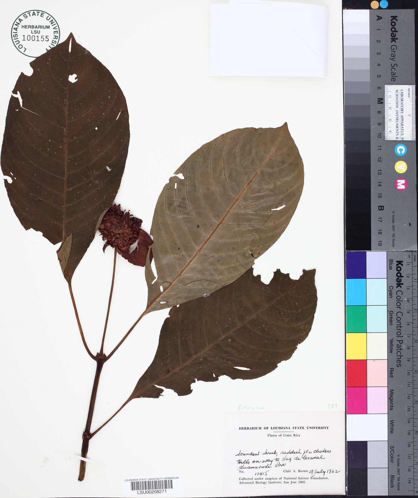 Palicourea correae image