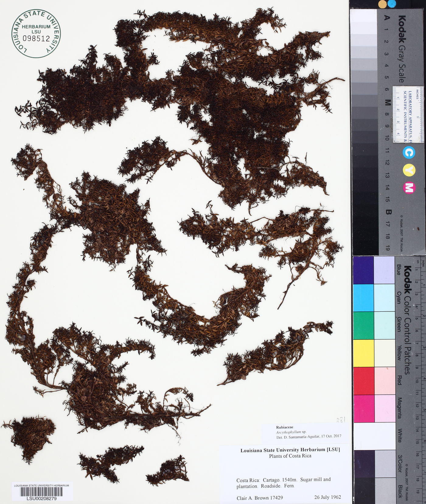 Arcytophyllum muticum image