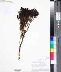 Image of Arcytophyllum setosum