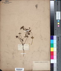 Asperula arvensis image