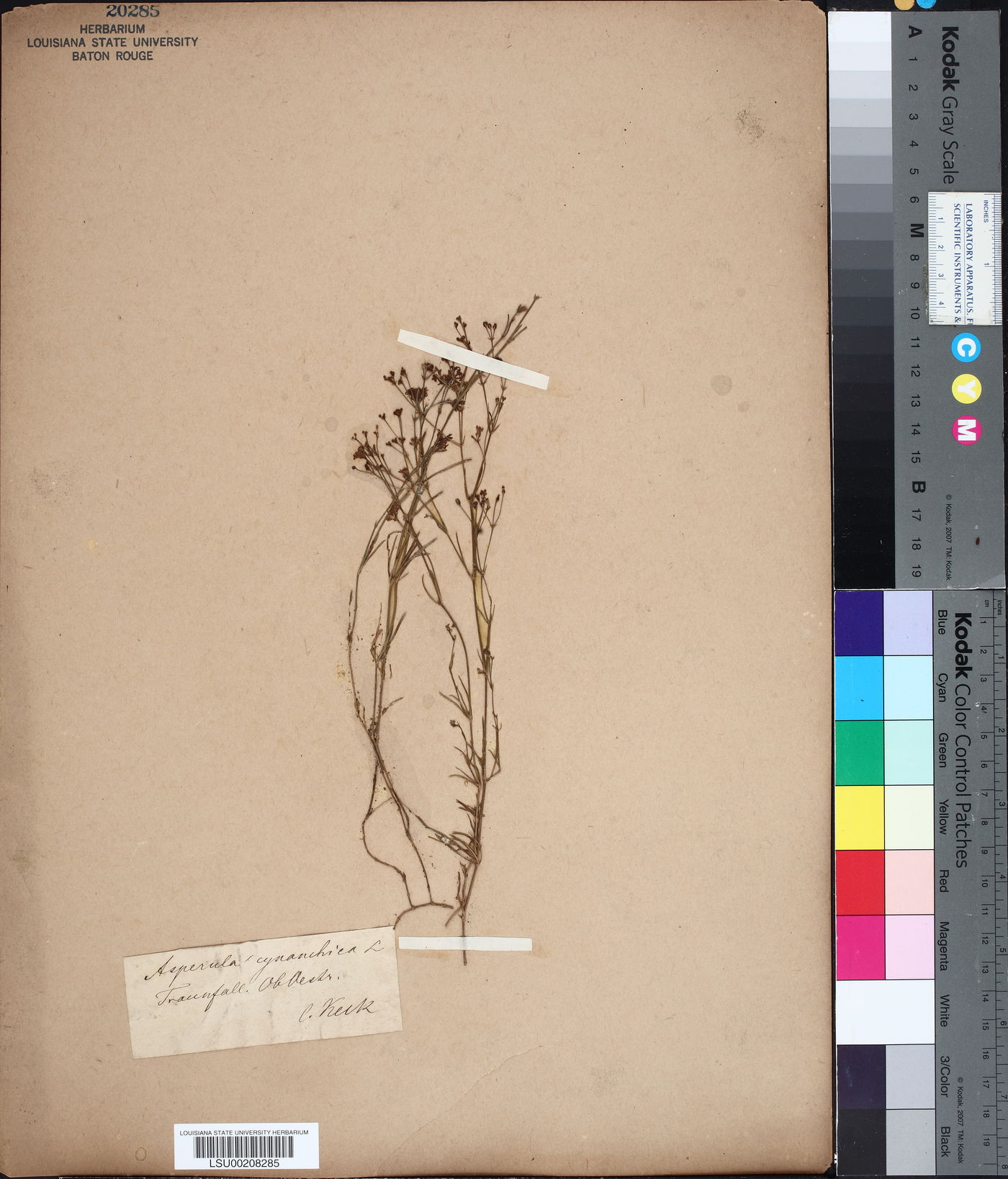 Asperula cynanchica image