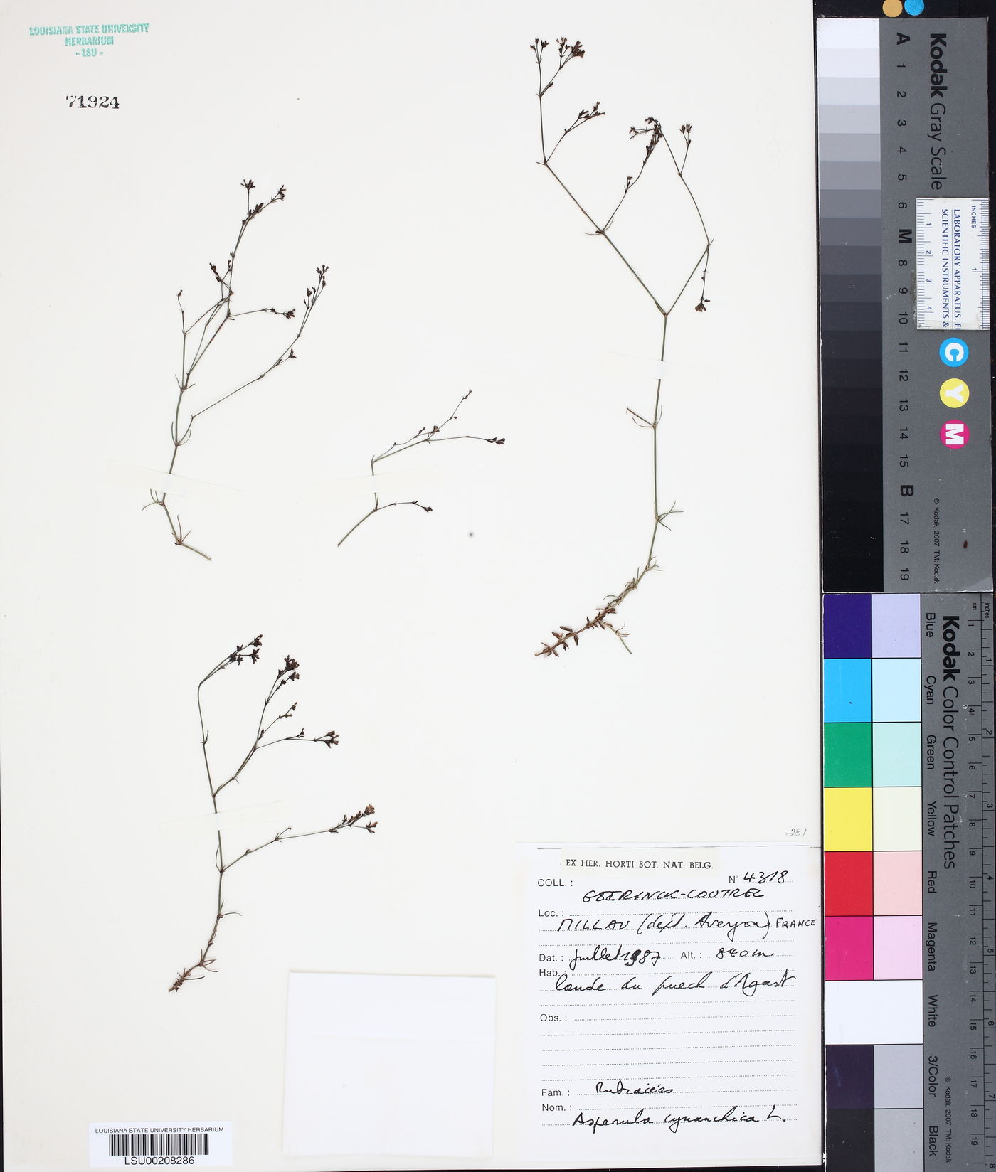 Asperula cynanchica image