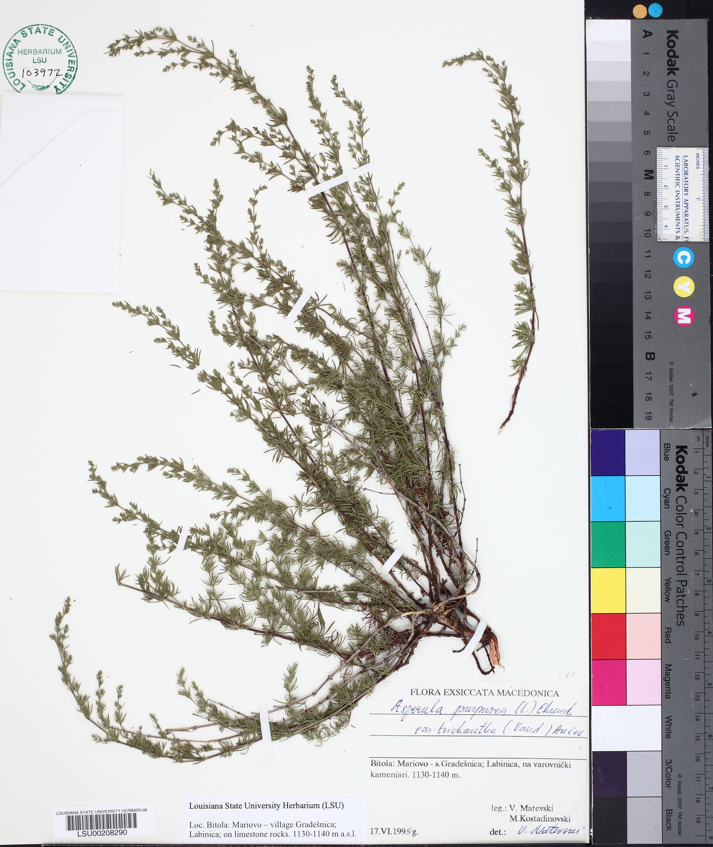 Asperula purpurea image