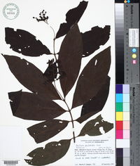 Bertiera guianensis image