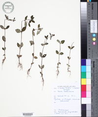 Borreria ocymoides image