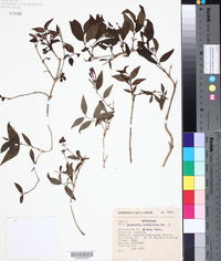 Bouvardia cordifolia image