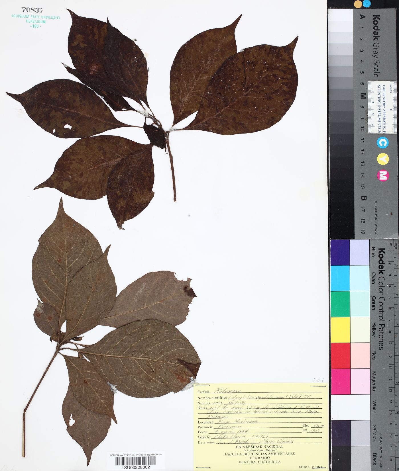 Calycophyllum candidissimum image