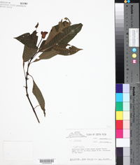 Palicourea elata image