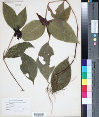 Psychotria suerrensis image