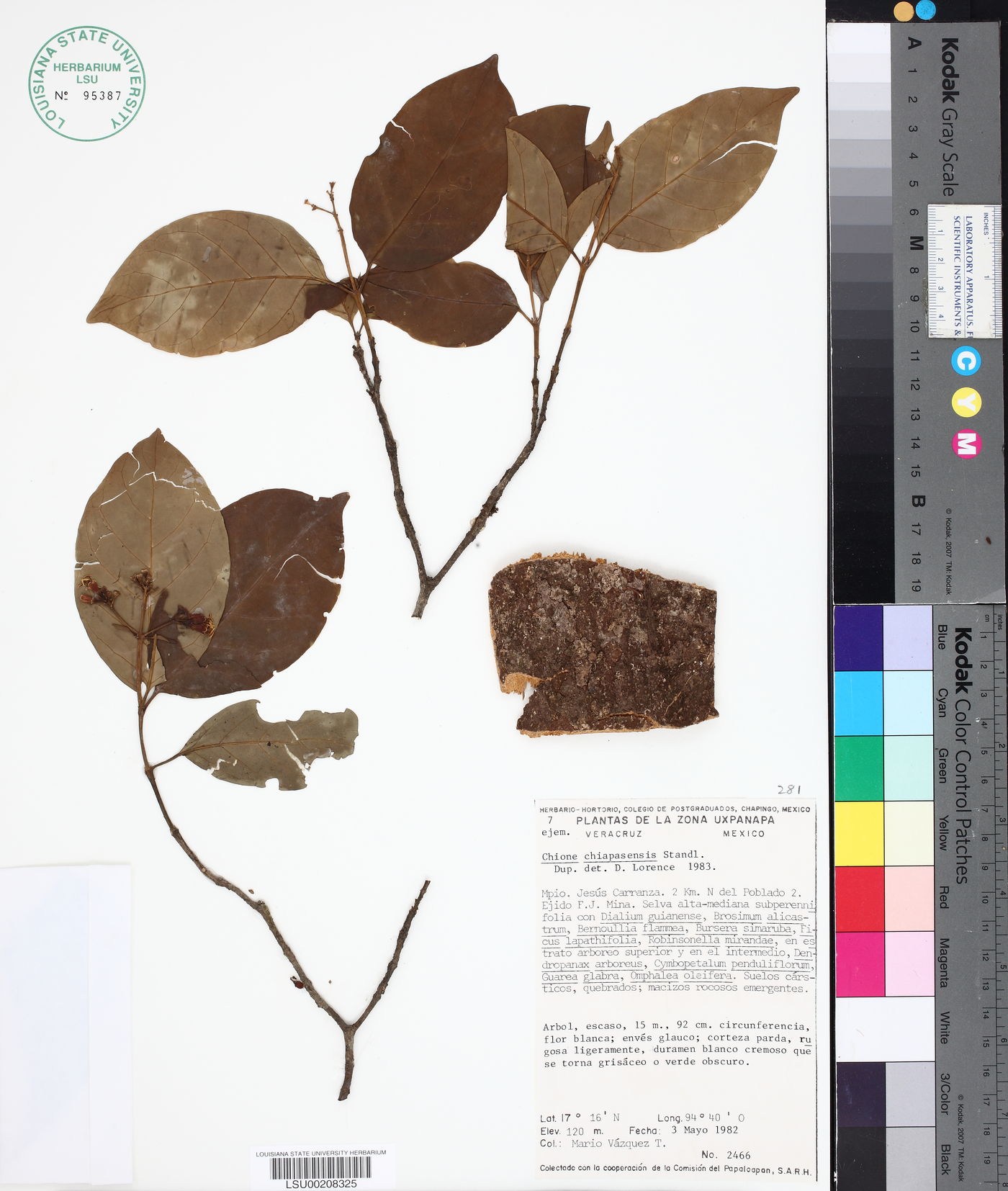 Chione venosa var. venosa image