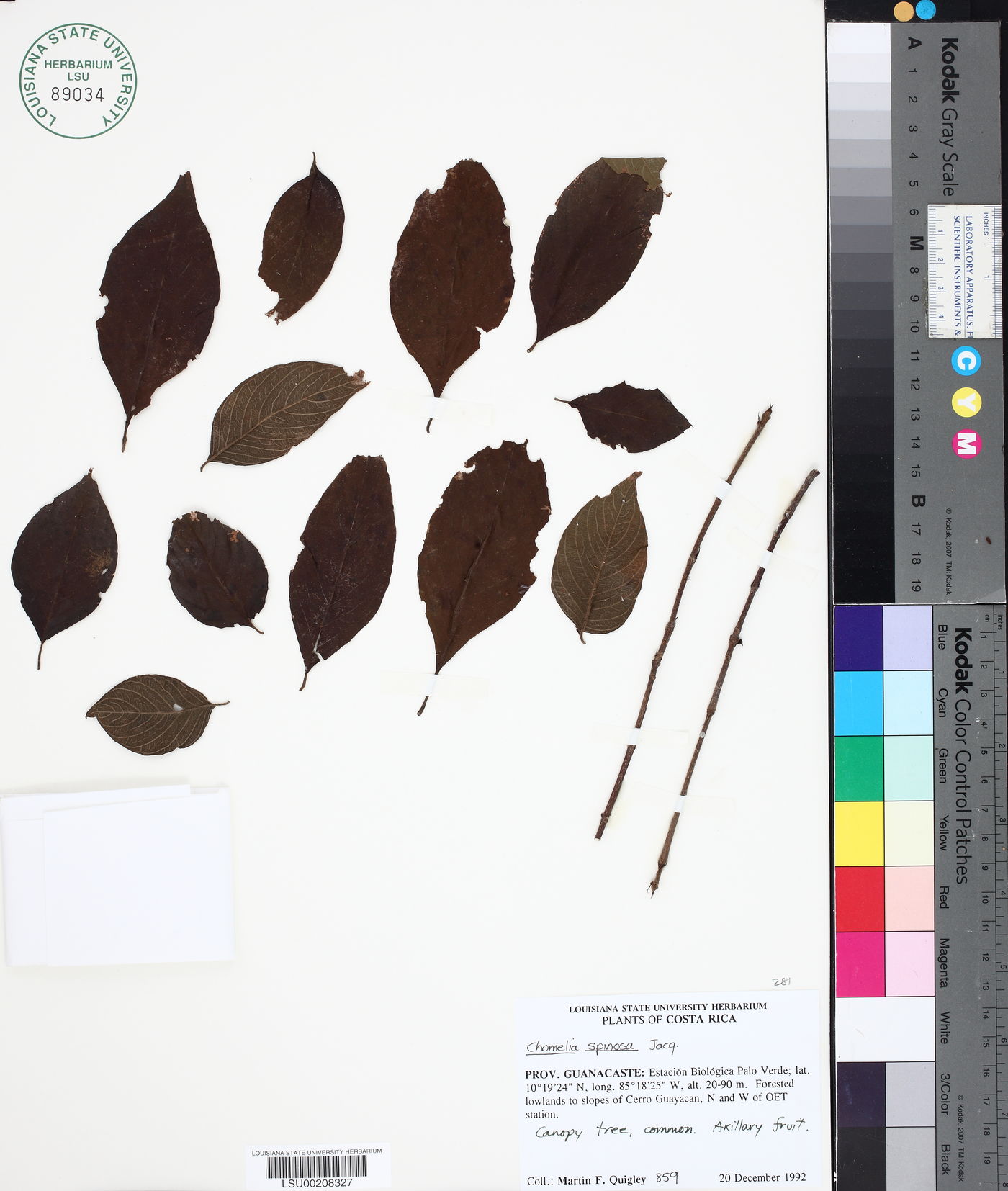 Chomelia spinosa image