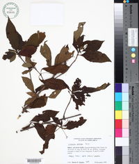 Image of Chomelia spinosa