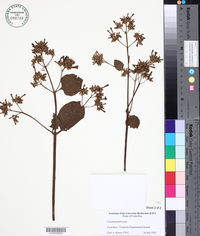 Cinchona pubescens image