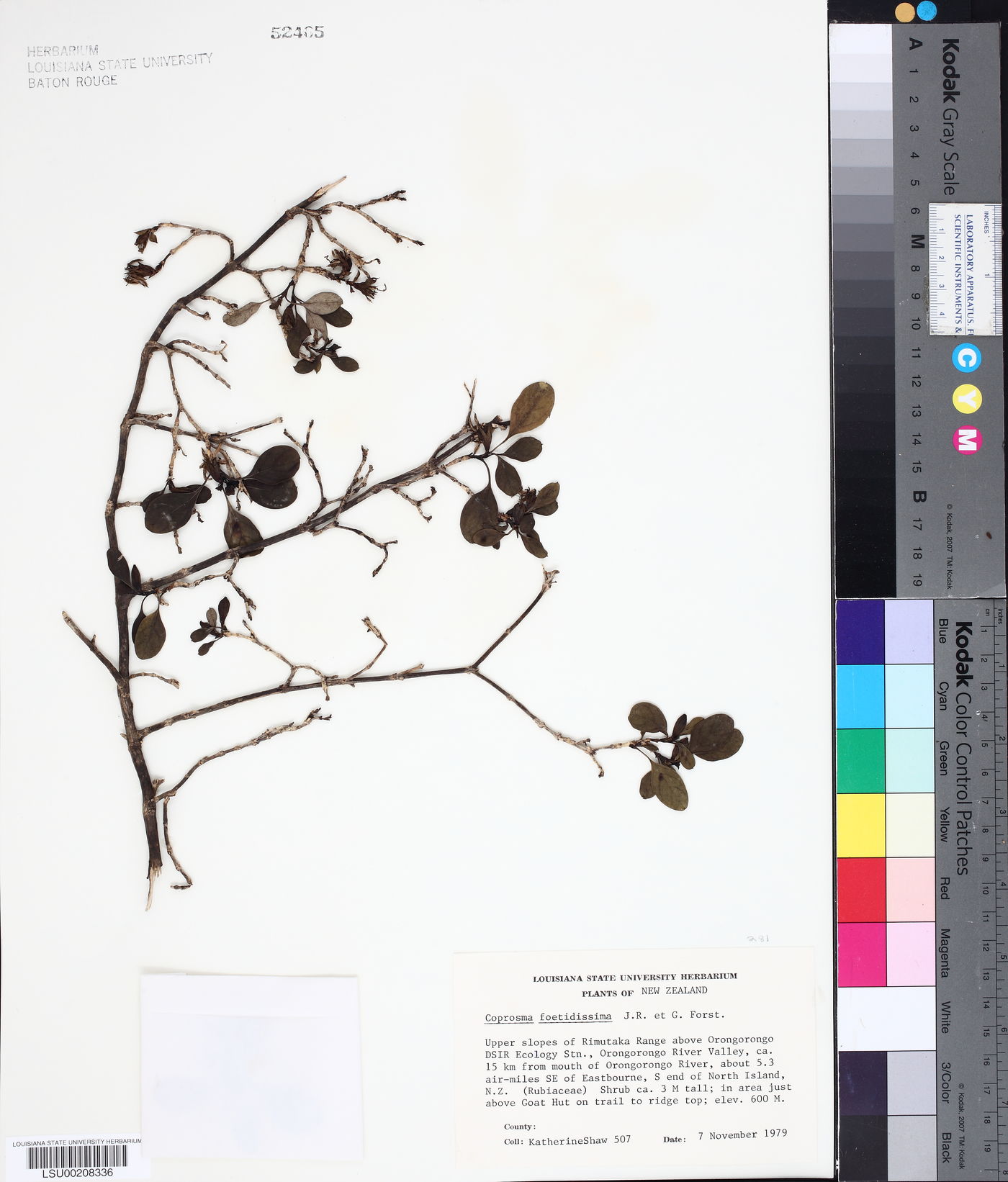 Coprosma foetidissima image