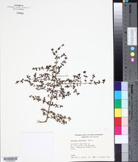 Coprosma parviflora image